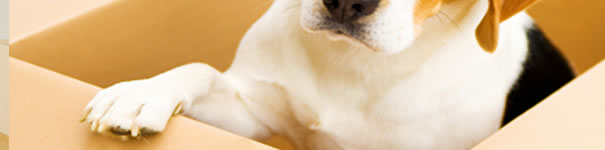 Pet Friendly Corporate Relocation